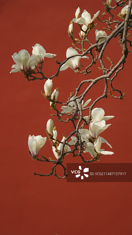 天坛斋宫玉兰图片素材