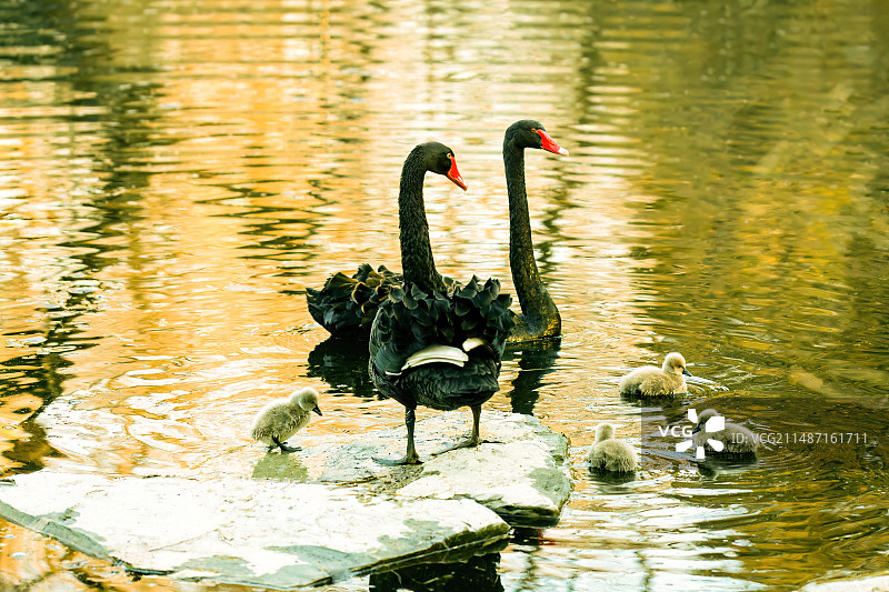 北京大学的黑天鹅夫妻及其四胞胎小天鹅图片素材