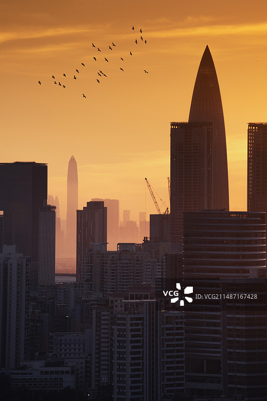 清晨迁徙的鸟群飞过深圳都市上空图片素材