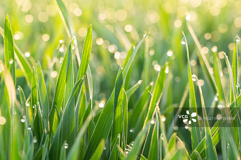 早晨阳光下麦苗上的露水露珠图片素材