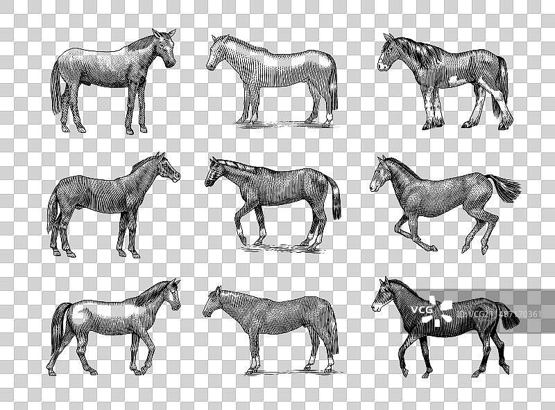 不同姿势的马匹合集图片素材