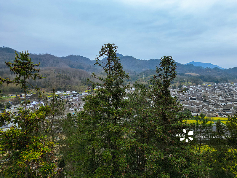 西递 徽派建筑 安徽 古村 写生 油菜花 航拍 黄山图片素材