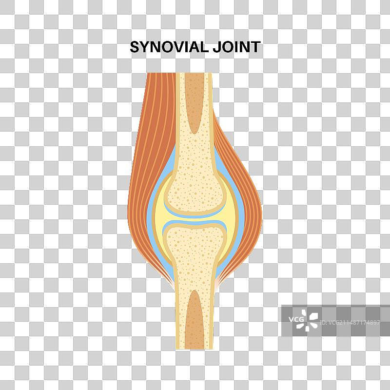滑液关节海报图片素材
