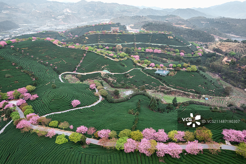 福建省龙岩市漳平市台品樱花茶园春天风景图片素材