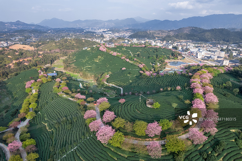 福建省龙岩市漳平市台品樱花茶园春天风景图片素材