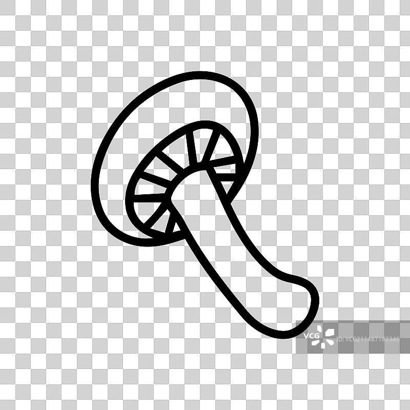 白色蘑菇野生食材图片素材