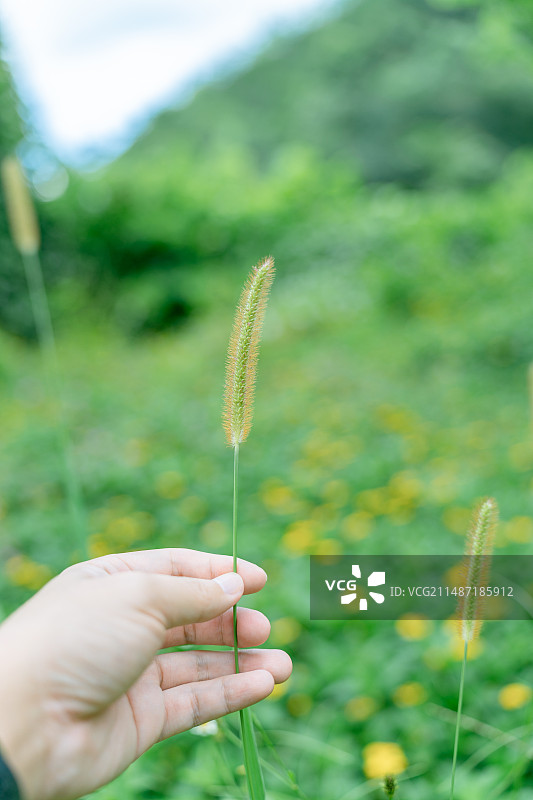 野外生长的狗尾草图片素材