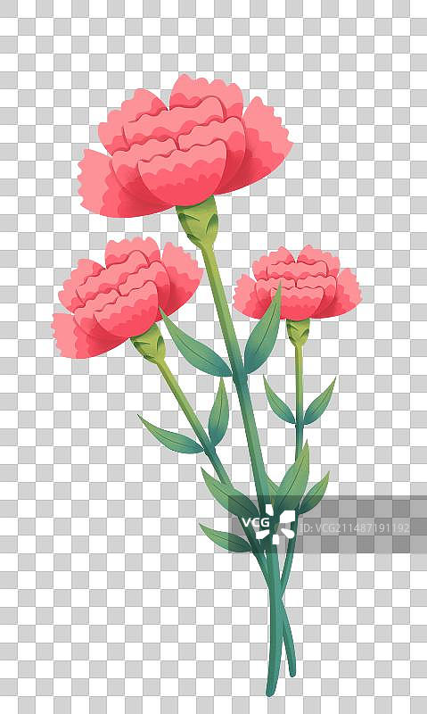 康乃馨图片素材