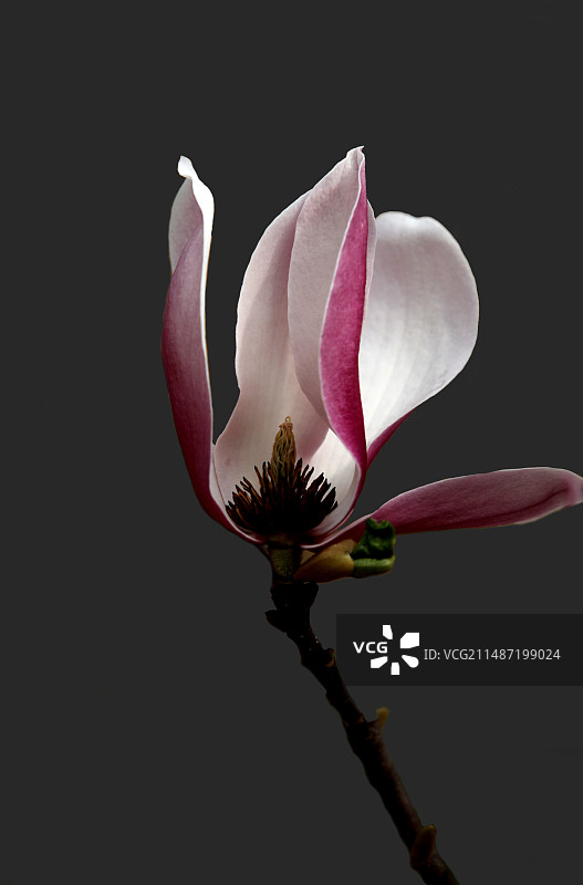 一枝独秀——玉兰花特写图片素材