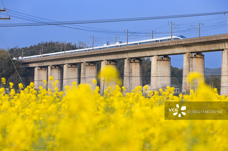 高铁穿过油菜花图片素材