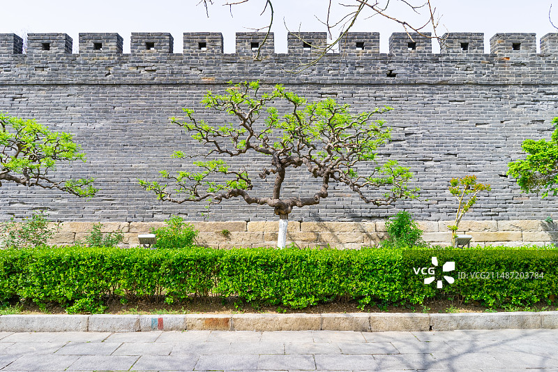 中国山东泰安著名景点泰山旅游风景区，岱庙行宫沧桑的城墙和前面的植物树，户外白昼无人图像摄影图片素材