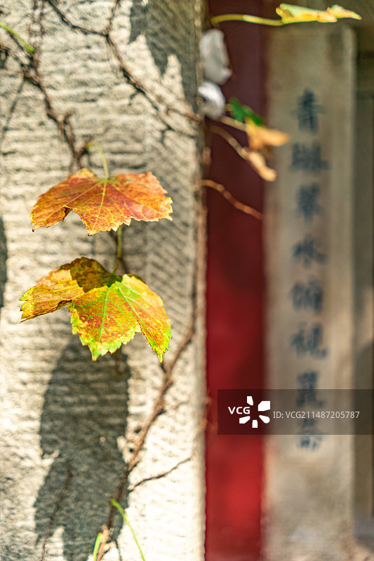 中国野生植物栽培植物拍摄主题，泰山无极庙石头柱子上的爬山虎绿色植物，户外白昼无人图像摄影图片素材