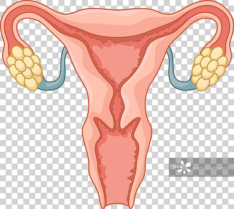 女性生殖系统图片素材