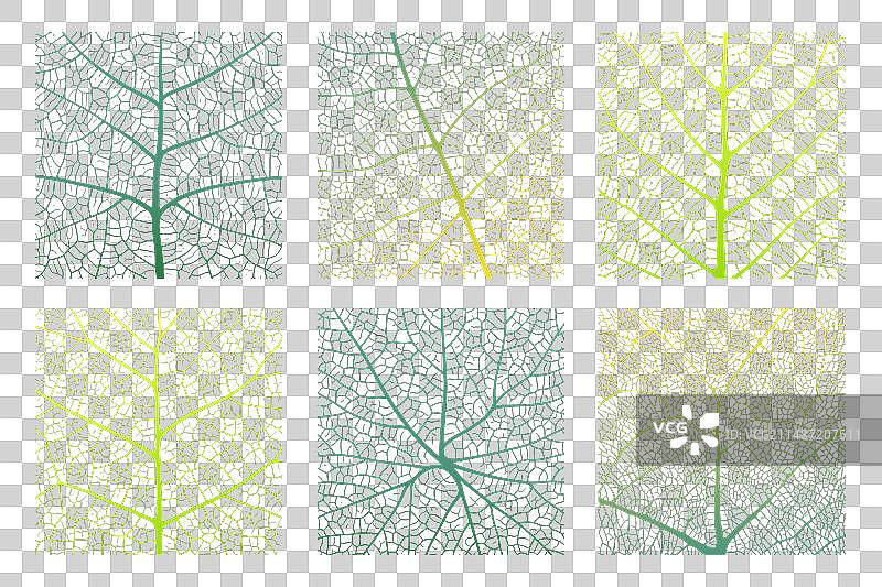 带有特写镜头的叶脉纹理抽象背景图片素材