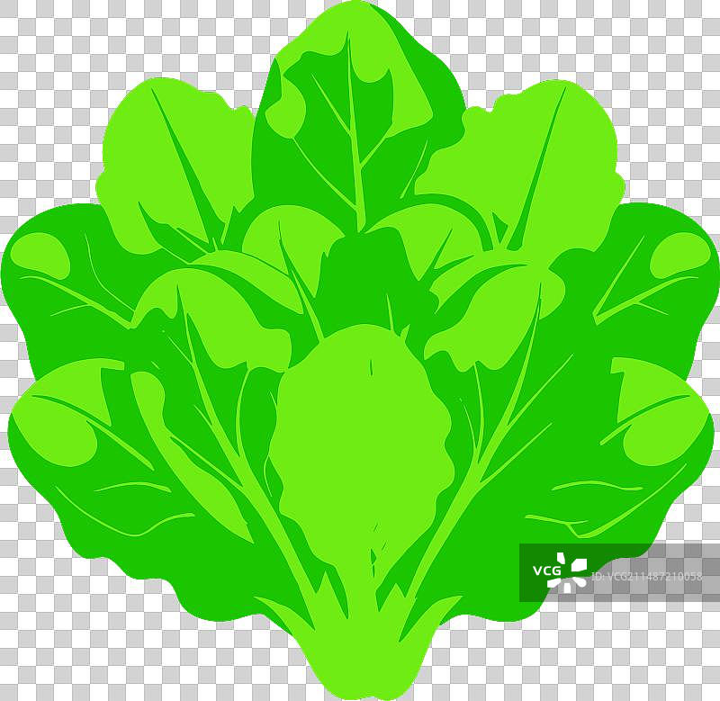 绿色生菜头蔬菜图片素材