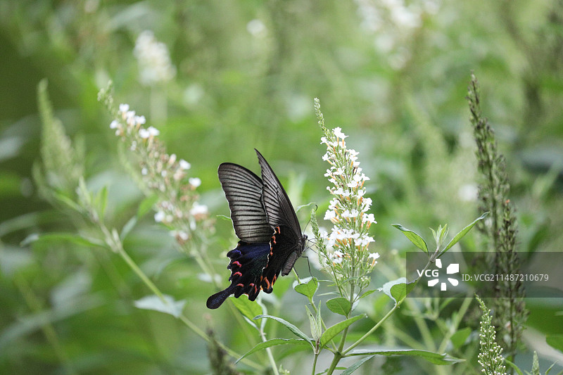 一只黑色的蝴蝶在花朵草丛上面 特写画面图片素材
