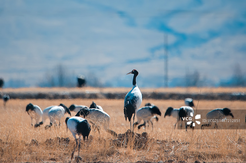 西藏林周黑颈鹤图片素材