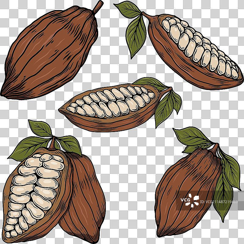 用于包装的可可豆荚和可可豆图片素材
