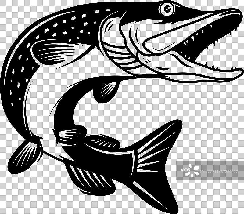 单色风格狗鱼图片素材