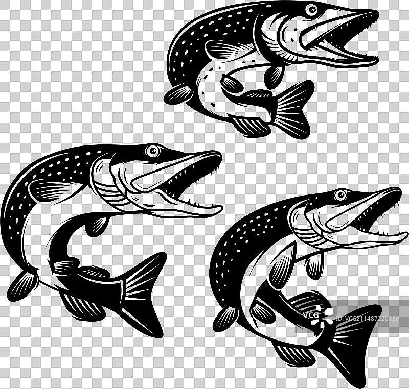 单色风格狗鱼图片素材