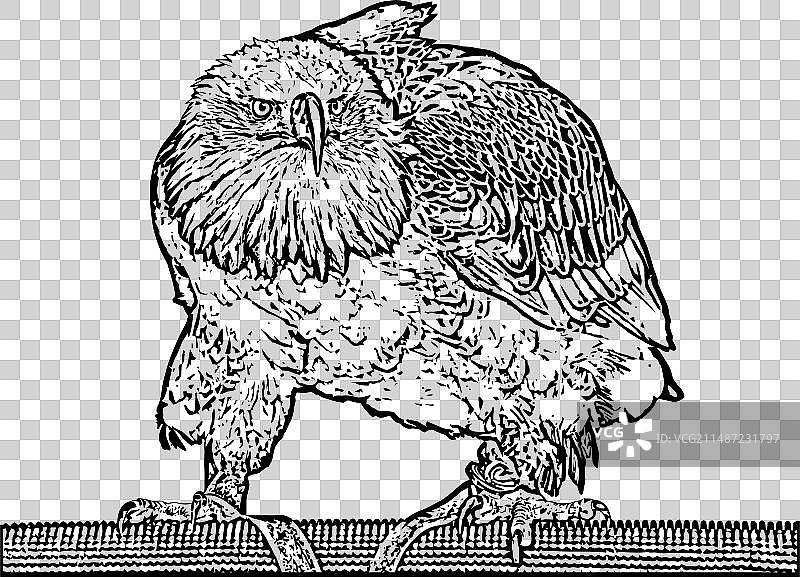 秃鹰鸟类素描剪影图片素材