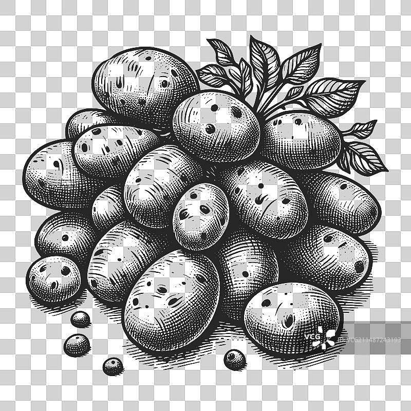 马铃薯块茎素描图片素材