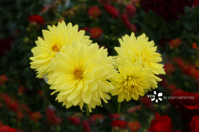 金黄大丽花 分享图片素材