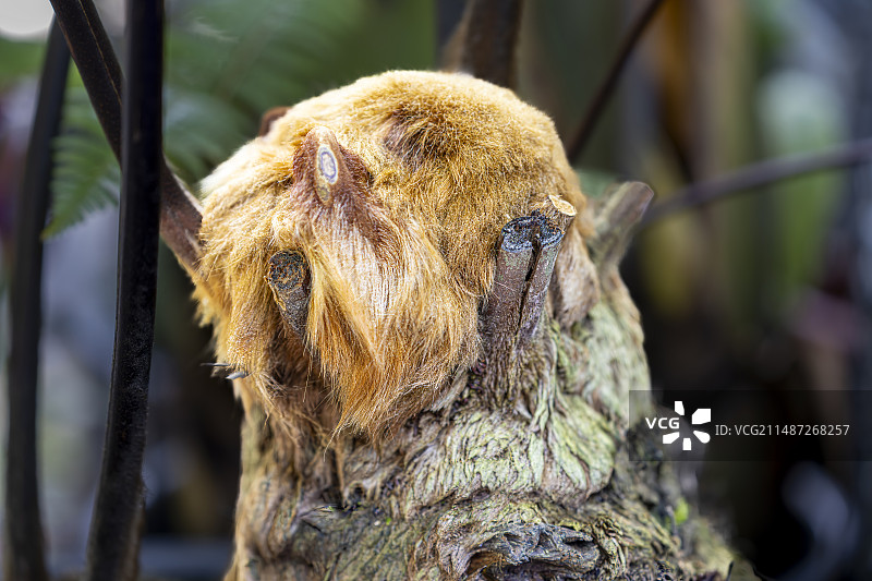 金毛狗—国家特别保护二级植物（华南植物园）图片素材