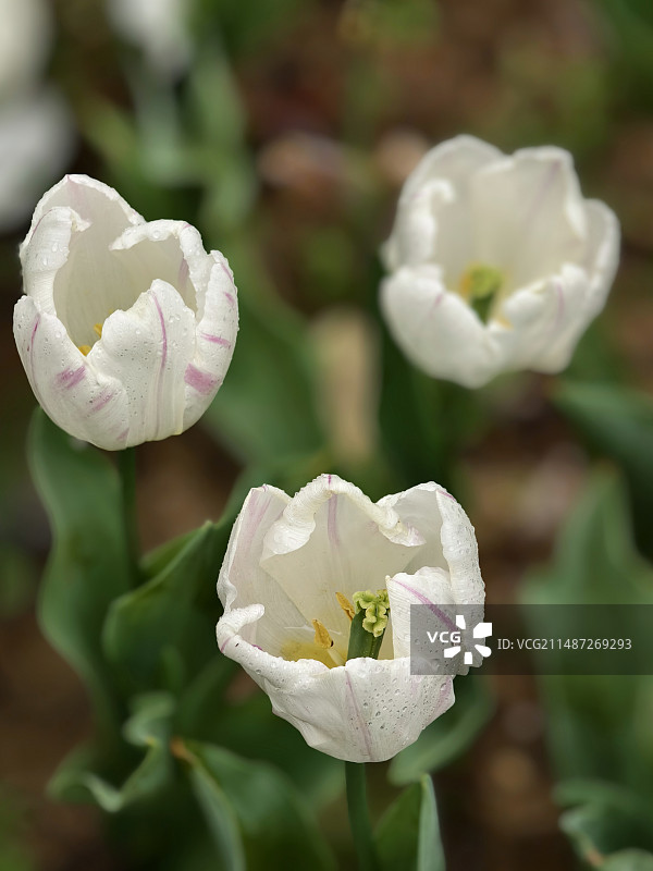 郁金香白马王子图片素材