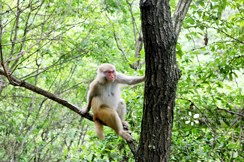 湖南张家界的猴子图片素材