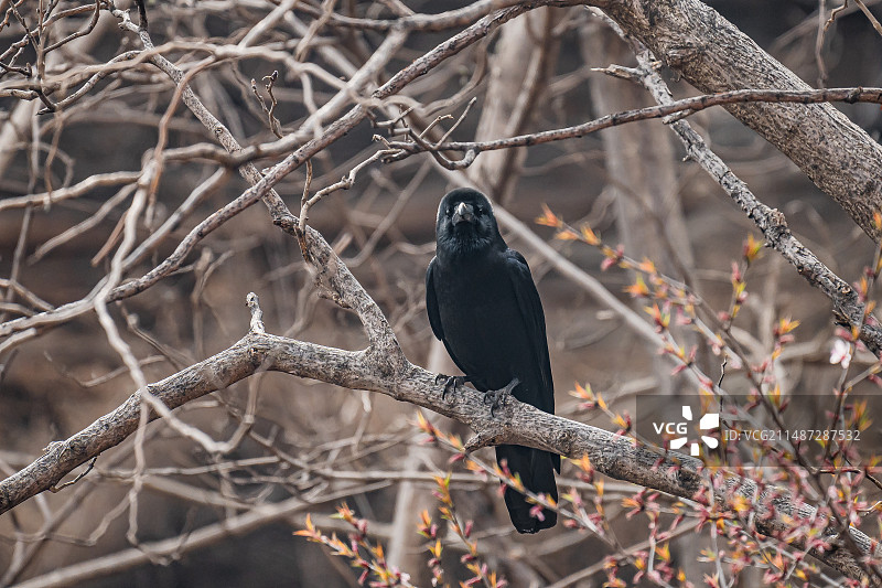 沁阳神农山黑色乌鸦小鸟栖息枝头特写镜头图片素材