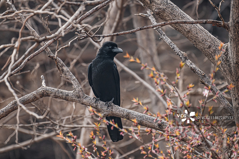 沁阳神农山黑色乌鸦小鸟栖息枝头特写镜头图片素材