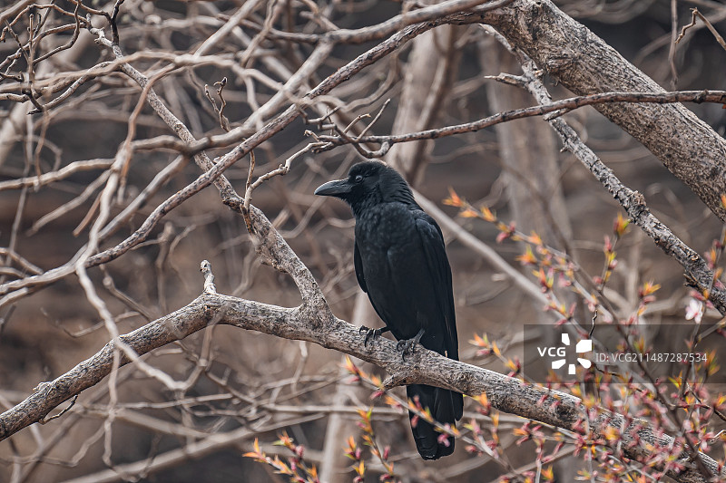 沁阳神农山黑色乌鸦小鸟栖息枝头特写镜头图片素材