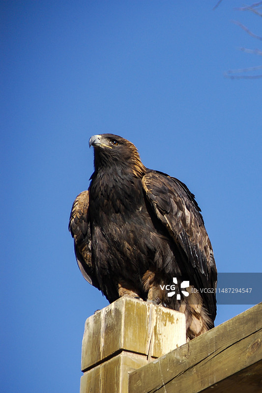 蓝色背景下的鹰图片素材