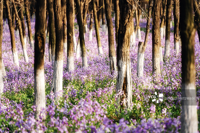 辽阳春天二月兰兰花图片素材