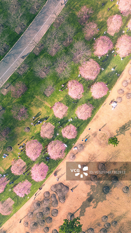 辰山早樱图片素材