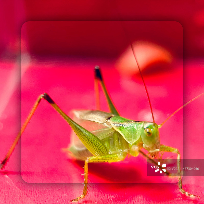 扎嘴特写（1）图片素材