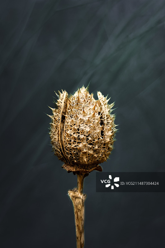 修成正果（曼陀罗）图片素材