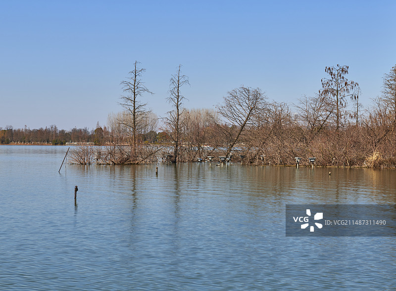 冬季湖边的树木图片素材