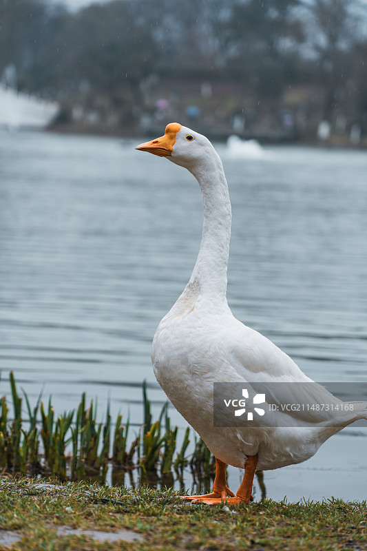 雨中大鹅图片素材