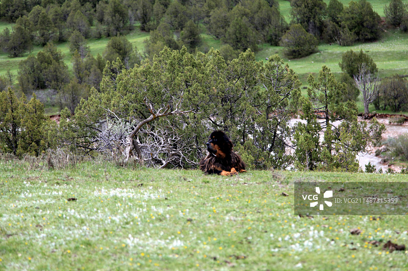 青海玉树的藏獒图片素材