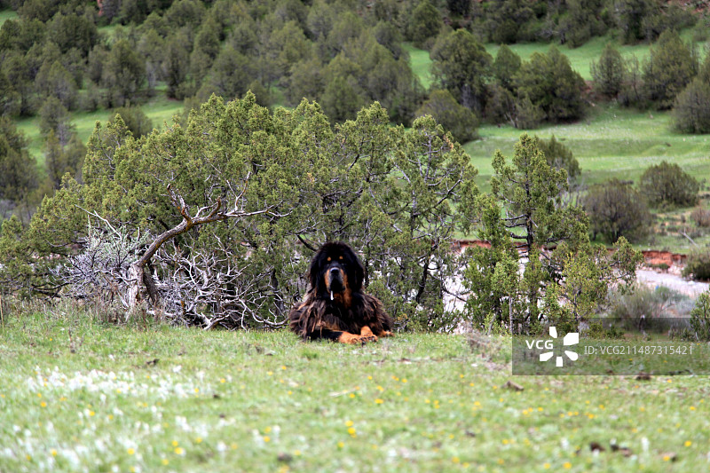 青海玉树藏区的藏獒图片素材