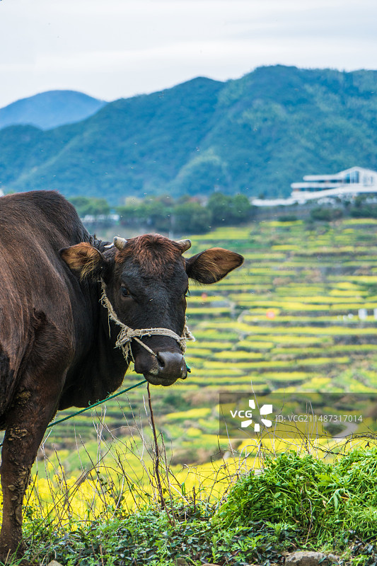 油菜花梯田上放养的牛图片素材