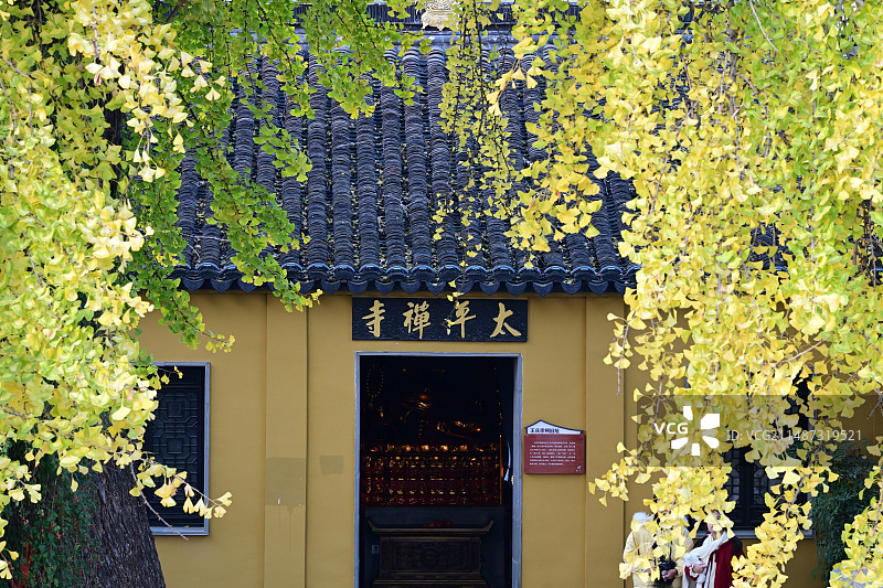 秋天苏州太平禅寺的银杏树图片素材