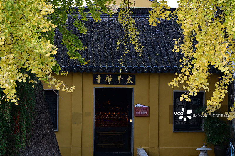 秋天苏州太平禅寺的银杏树图片素材