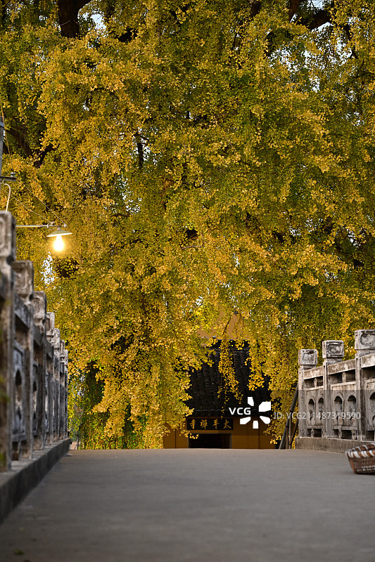 秋天苏州太平禅寺的银杏树图片素材