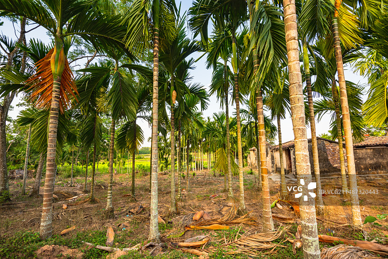 海南琼中下午一片槟榔树林图片素材