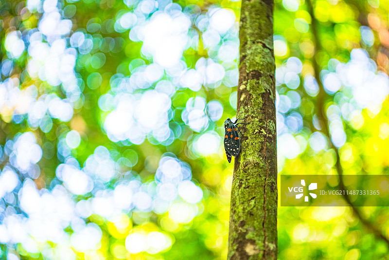 一根树干上的蝉图片素材