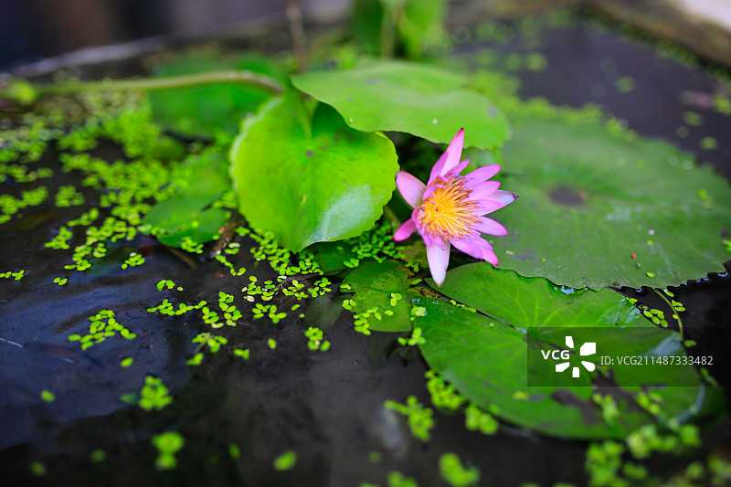 泰国曼谷大皇宫，曼谷，卧佛寺图片素材