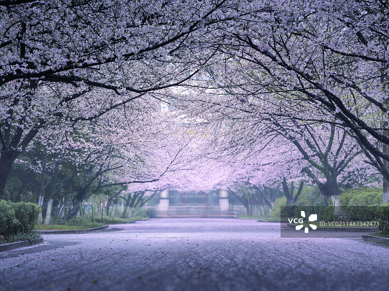 晨雾下的南京林业大学樱花大道图片素材